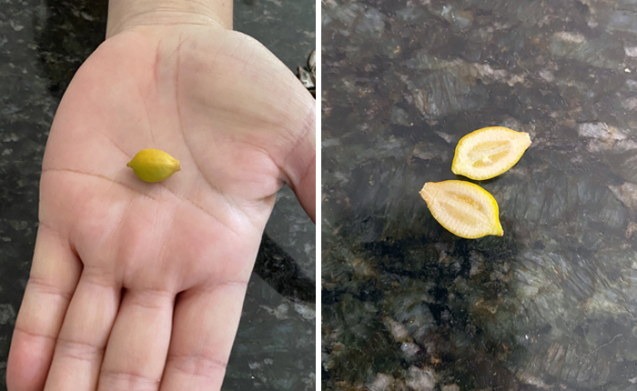 ‘Failed Harvest’: People Are Sharing What They Failed To Grow In 30 Funny Pics