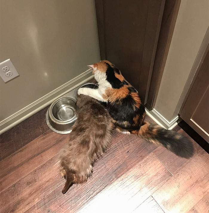 When Your Cat Tries To Drown Your Dog
