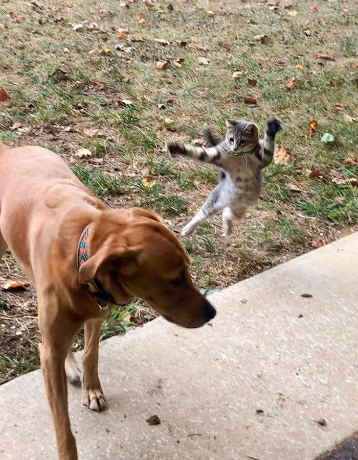 “Why Is Your Dog So Afraid Of Cats?” -Everyone