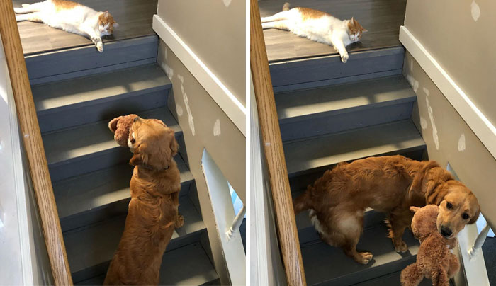 When You Are Trapped Downstairs Because The Catto Says No Passing