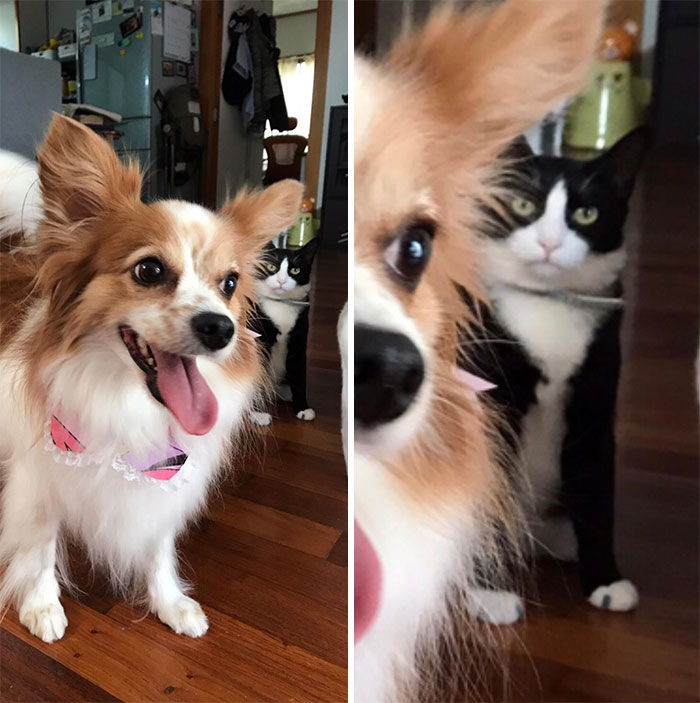 I Picked My Dog Up From The Groomers And My Cat Isn't Too Pleased I Brought Her Back
