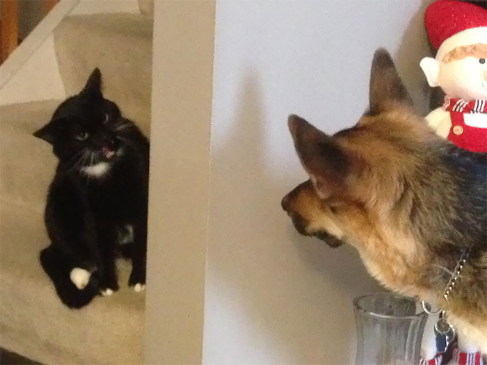 Found An Old Series Of Pictures From When My Dog And Cat First Met. It Did Not Go Well For My Dog