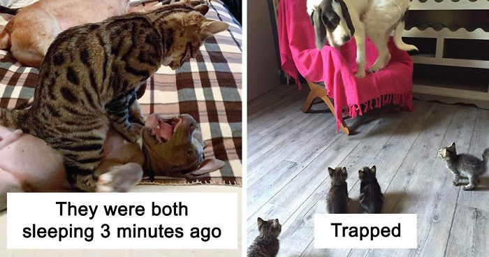40 Hilarious Photos Of Cats Being The Biggest Jerks To Dogs | Bored Panda