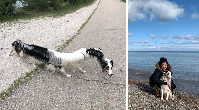 My Husband And I Were At The Park Saturday And He Wanted To See How Our Dog Cotton Would Look In Panorama And Now It Can’t Be Unseen! Picture Of My Dog And I For Reference