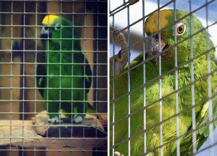 Parrot Singing Beyoncé’s “If I Were A Boy” Goes Viral And It’s Really Wholesome