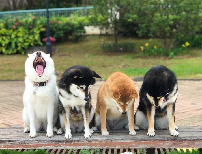 Funny-Photobombing-Shiba-Inu-Dog-Photos