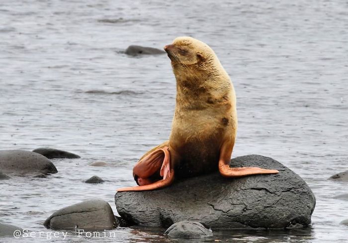 This "Ugly Duckling" Ginger Seal Became An Outcast In His Colony For His Unusual Looks