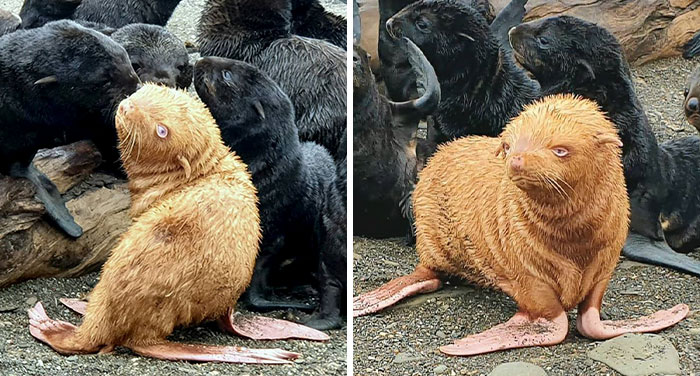 This “Ugly Duckling” Ginger Seal Became An Outcast In His Colony For His Unusual Looks