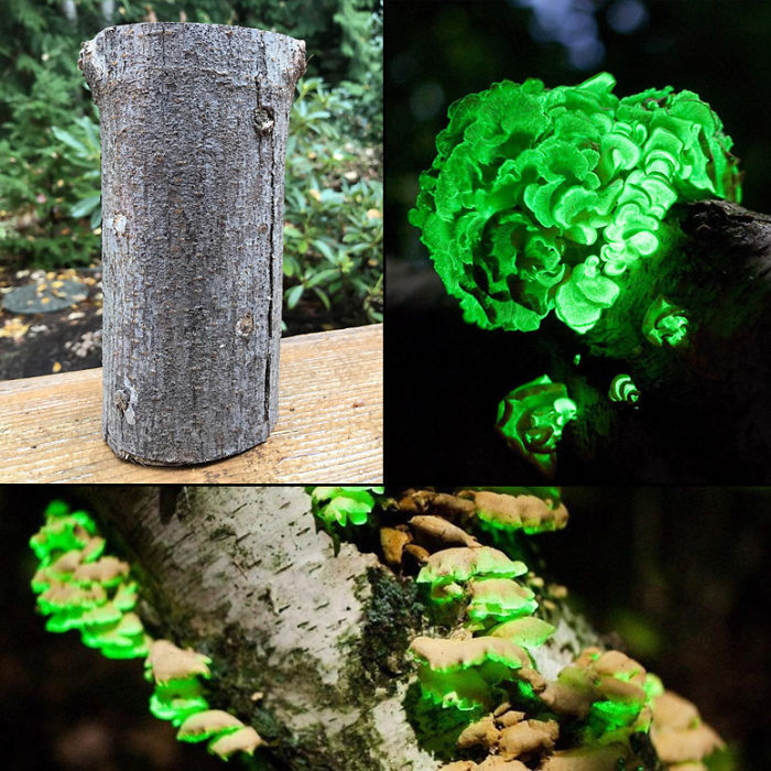 Wtf... Glowing Mushrooms