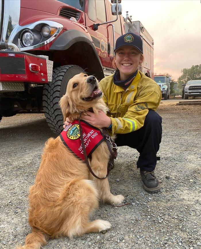 Kerith The Golden Retriever Is Visiting Areas Affected By Fires In California To Comfort Overworked Firefighters