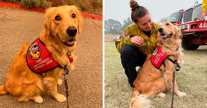 Kerith The Golden Retriever Is Visiting Areas Affected By Fires In California To Comfort Overworked Firefighters