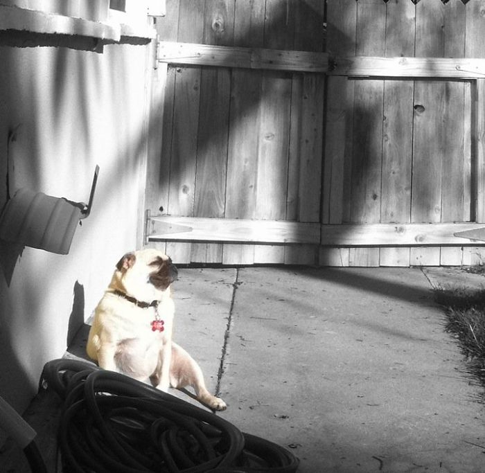 Lily Enjoying The Sun