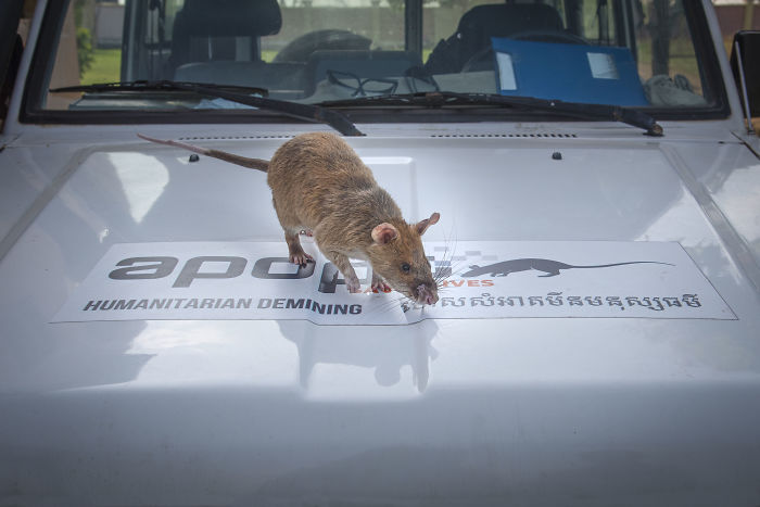 Meet Magawa, The Landmine-Detecting Rat Who Just Received The PSDA Gold Medal For Exceptional Bravery