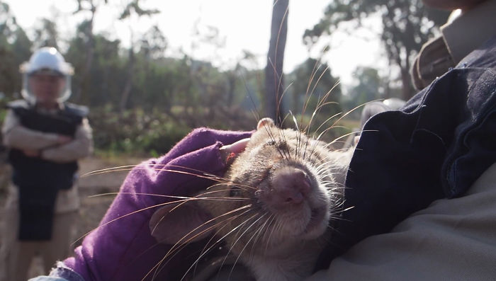 Meet Magawa, The Landmine-Detecting Rat Who Just Received The PSDA Gold Medal For Exceptional Bravery