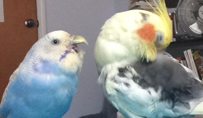 Hey Pandas, Share The Funniest Photos Of Your Birds (Closed)