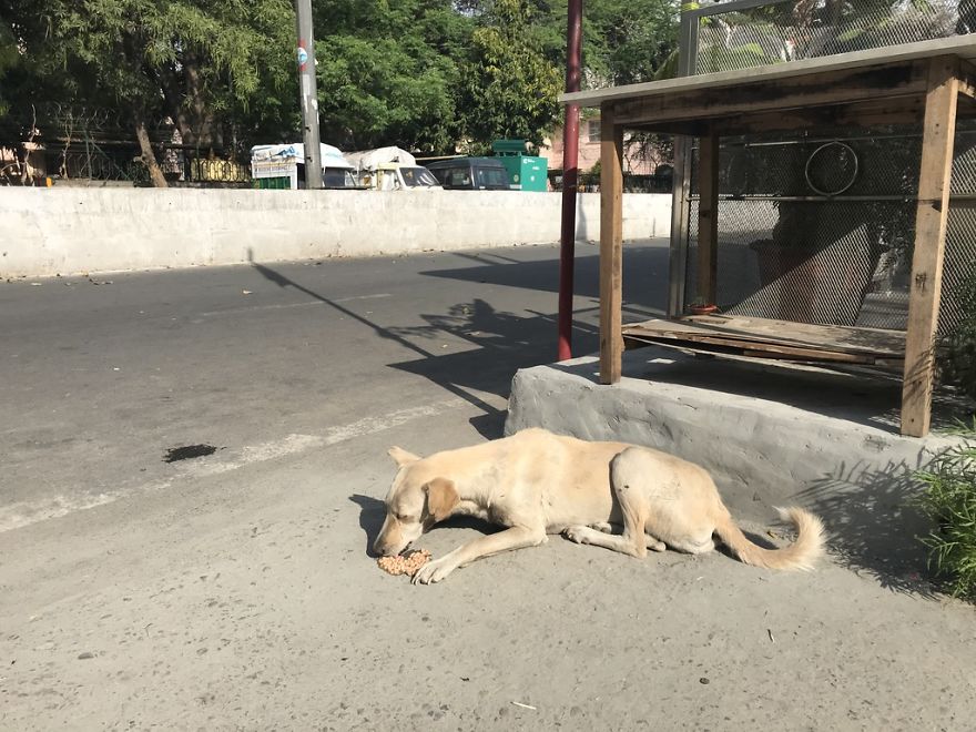 I Feed 60 Street Dog In Delhi Here Are A Few..