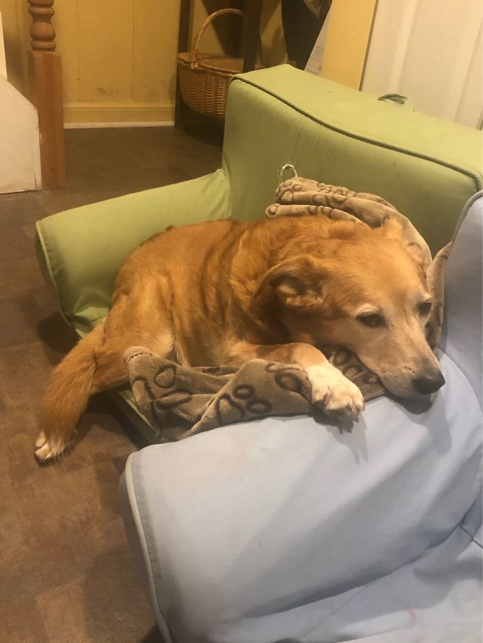 Shelby Is A 7 Year Old, Mostly Golden Retriever Baby Who Loves To Steal Other People’s Seats