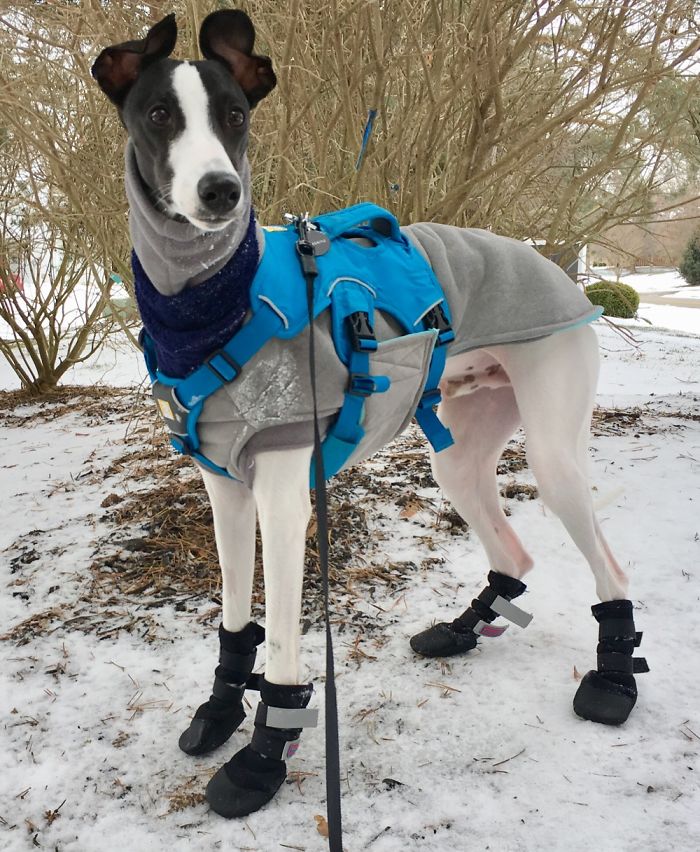 Peregrine The Whippet Wearing His Winter Coat And Boots. Sweetest Pupper Ever.