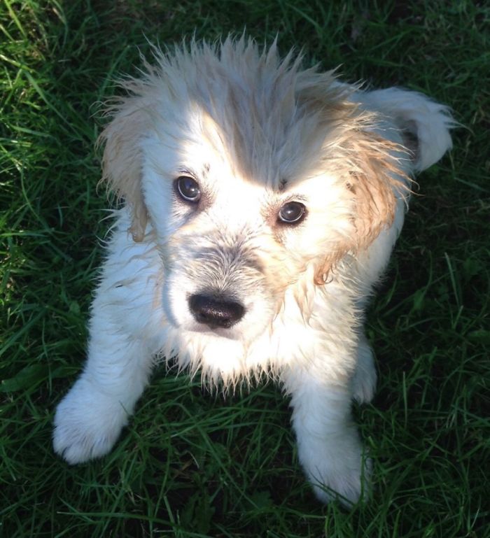 Rosie Bear (Golden Retriever) Wasn’t The Biggest Fan Of Water When A Pup! But Now She Loves It!