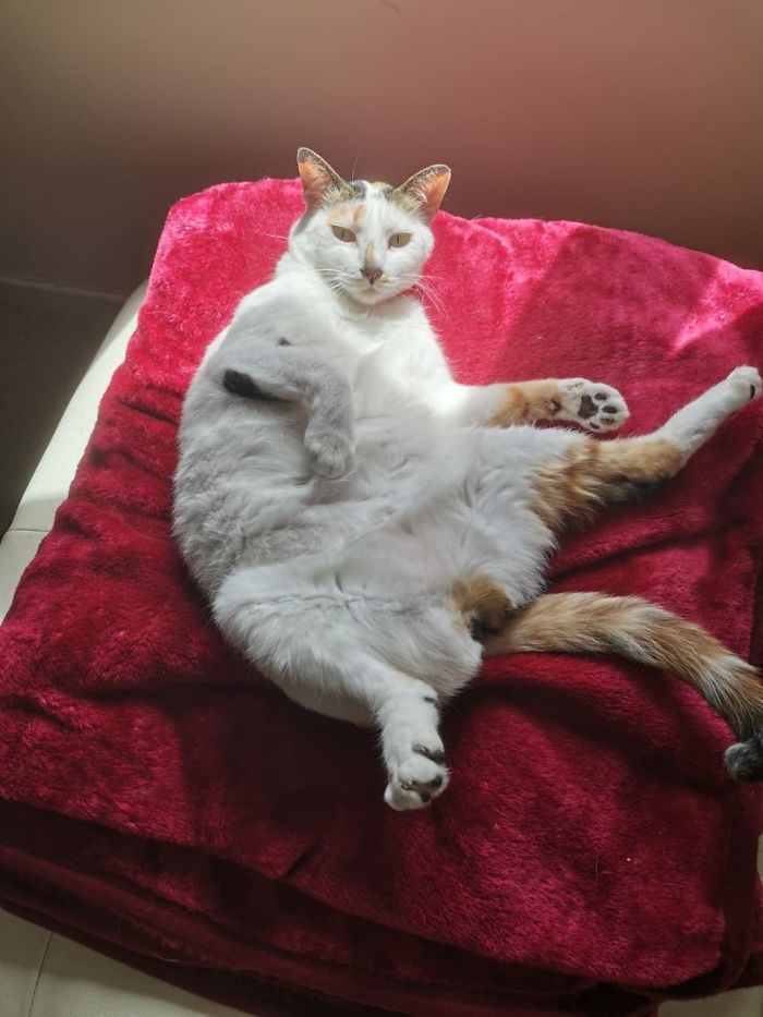 Roxy Practising Her Yoga Poses In The Sun
