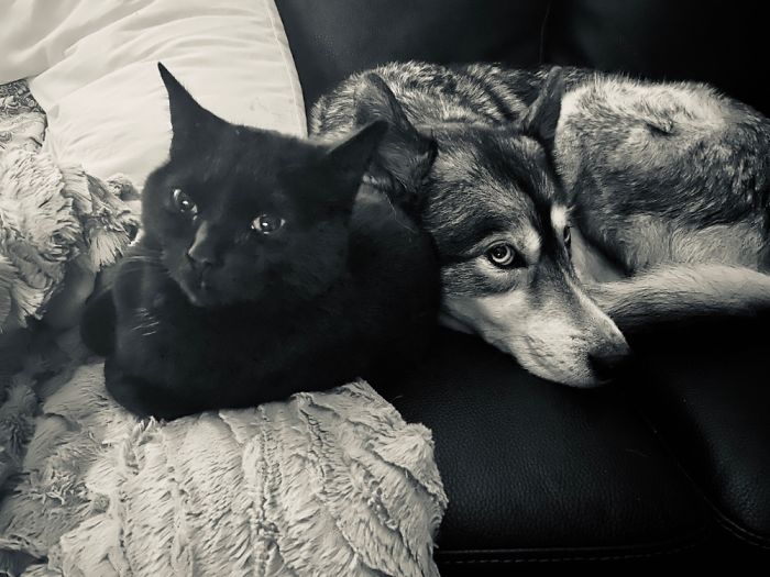 Pooch & Puss