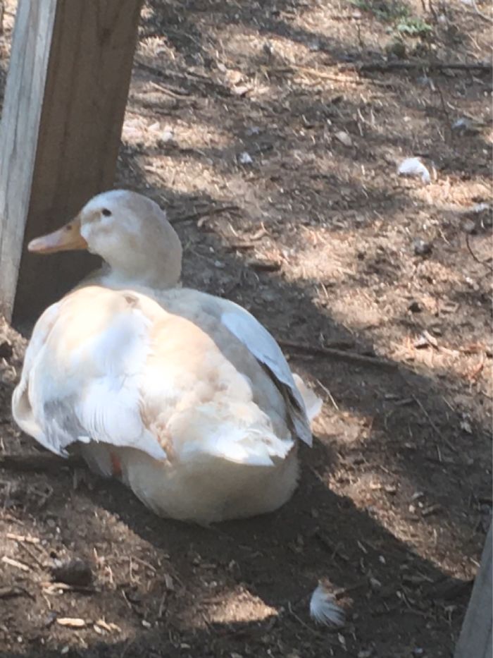 Was At The Zoo And Found This Duck Chilling In The Shade!