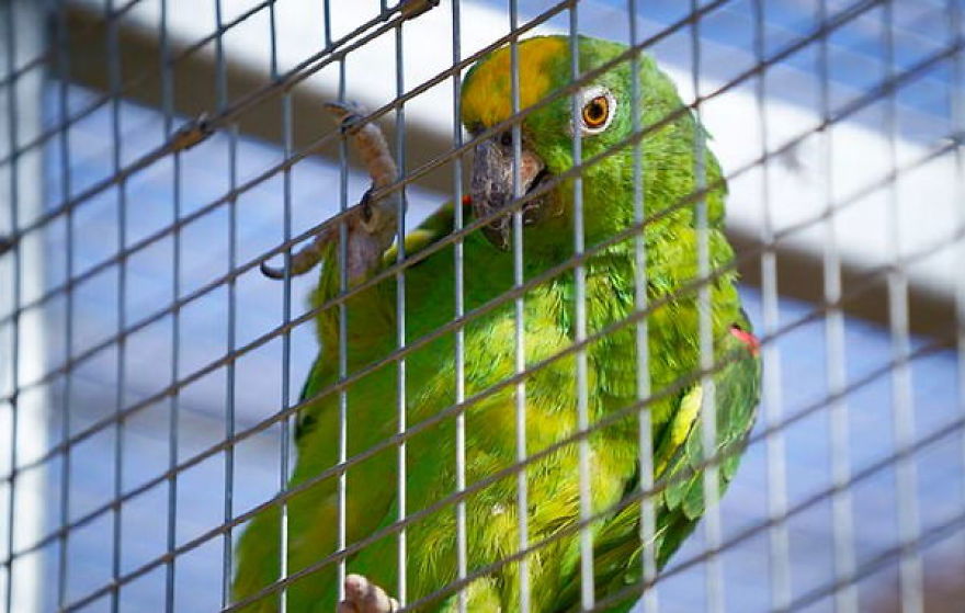Parrot Singing Beyoncé's "If I Were A Boy" Goes Viral And It's Really Wholesome