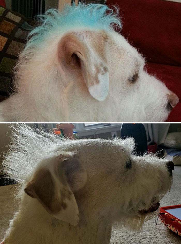 My Dog's Receding Hairline. His Natural Mohawk 6 Years Apart