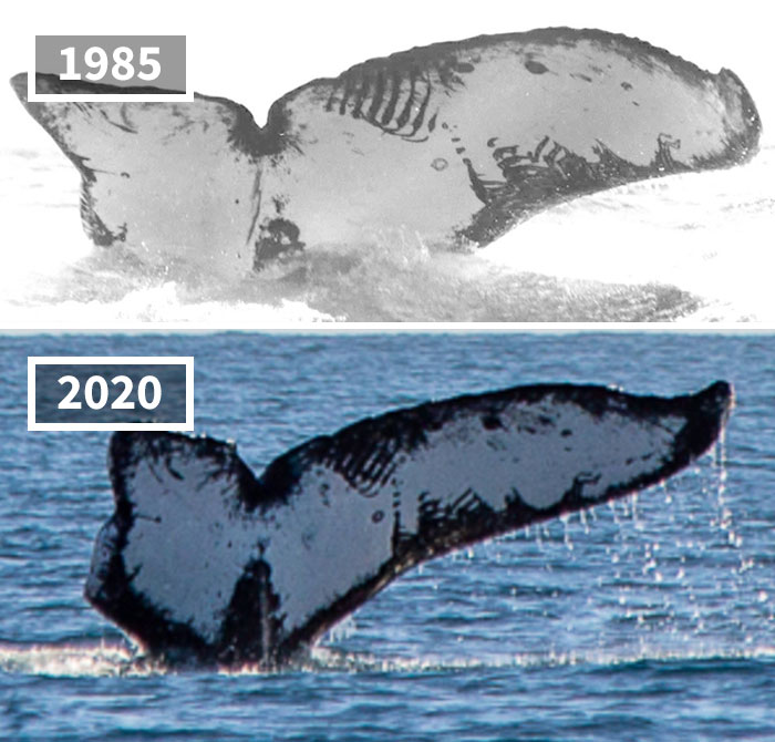 La misma ballena encontrada 35 años después en la costa oeste de México