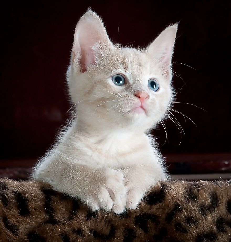 Cats Are Cleanly - This Can Help Stop Litter Box Problems Cats Are Cleanly - This Can Help Stop Litter Box Problems