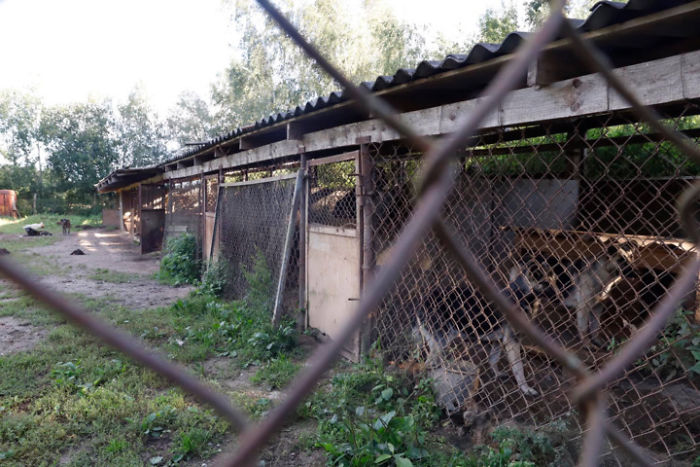 Huge Illegal Dog Breeding Operation In Lithuania Is Exposed After Dog Gets Kidnapped And Found In Illegal Puppy Mill