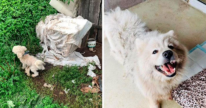 Huge Illegal Dog Breeding Operation In Lithuania Is Exposed After Dog Gets Kidnapped And Found In Illegal Puppy Mill