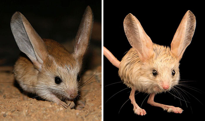 This Tiny Animal Looks Like A Mix Between A Mouse, A Rabbit, A Pig, And A Kangaroo And It’s Absolutely Adorable