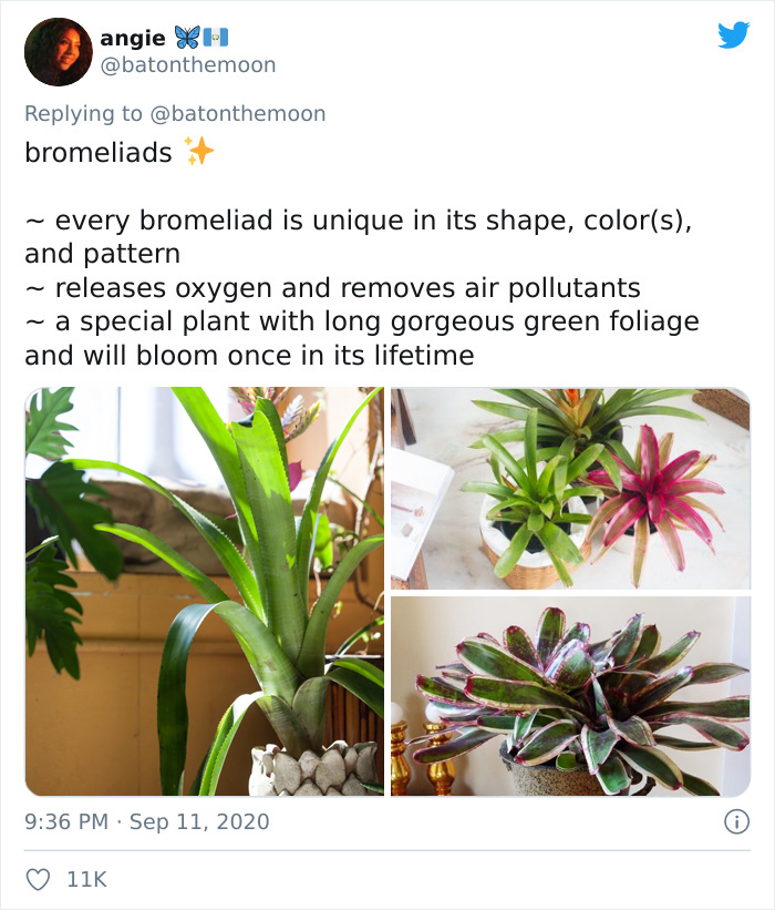 Low-Sunlight-House-Plants