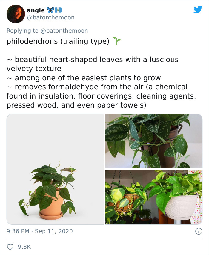 Low-Sunlight-House-Plants
