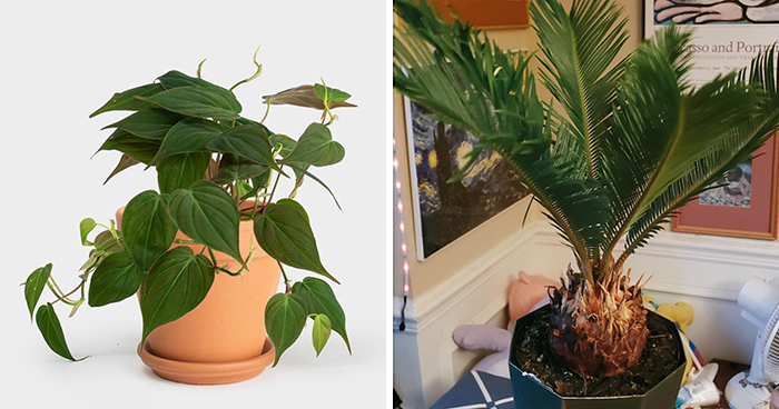 20 Indoor Plants For People Who Tend To Kill Them Off By Accident