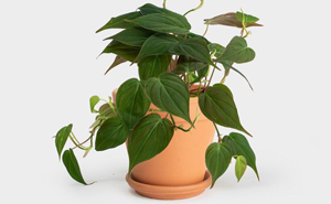 People On Twitter Explain What Plants To Get If You Tend To Kill Them Off By Accident (20 Tweets)