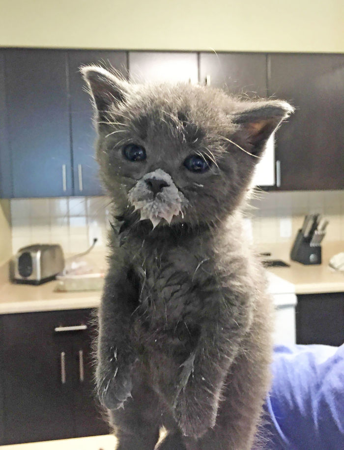 Her First Attempt At Eating From A Dish Got A Little Messy