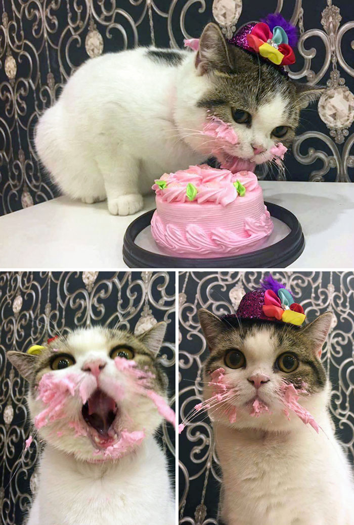 Cat Enjoys A Birthday Cake