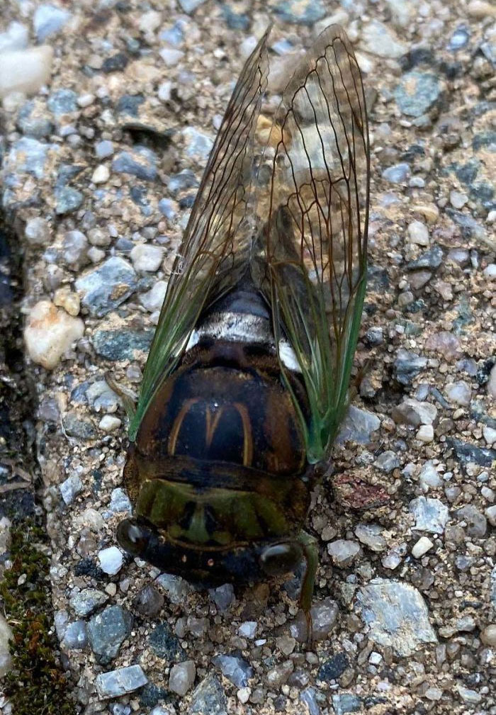 I Found A Cicada With The Mcdonald’s Logo On It