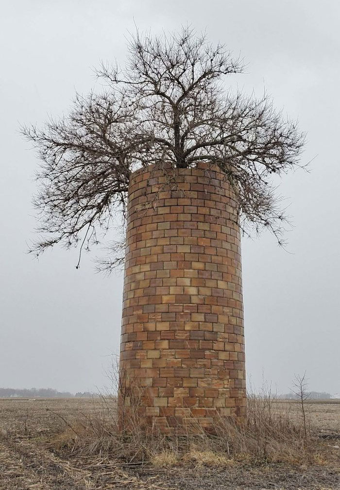 Ha crecido un árbol dentro de este silo y ya ha llegado a la parte de arriba
