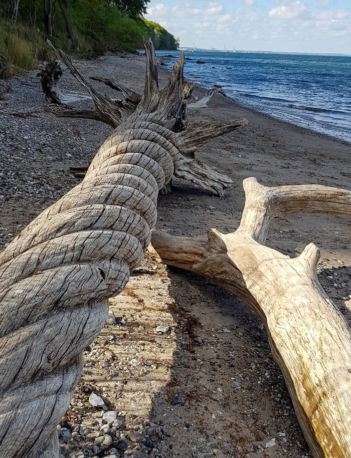 This Twisted Driftwood I Found On The Beach