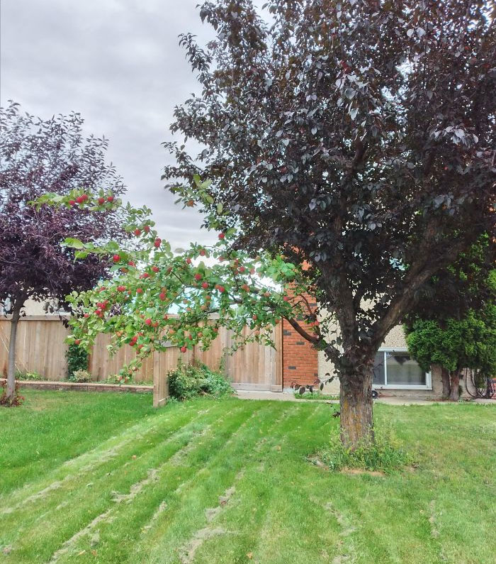 This Tree In My Neighbourhood That Has 1 Branch Of An Apple Tree And The Rest Is A Normal Tree