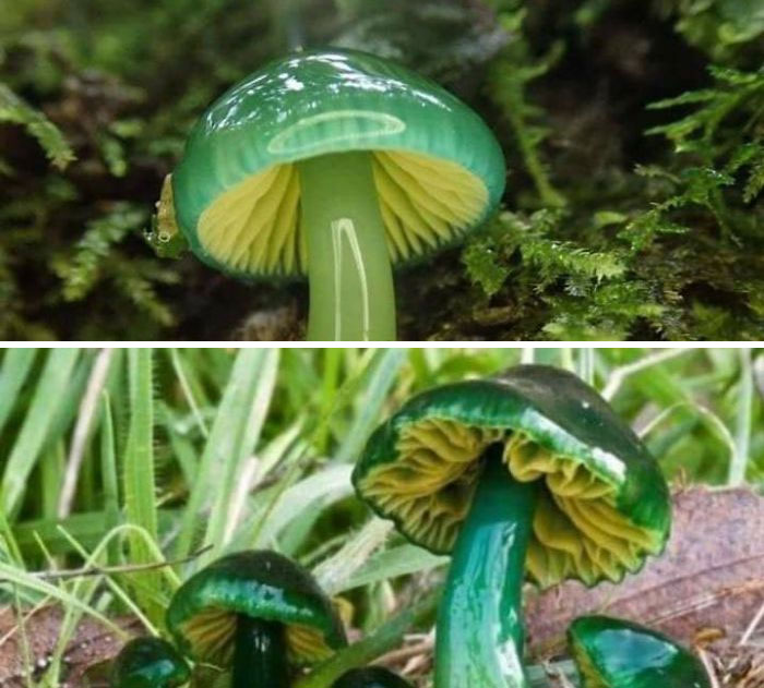The Parrot Waxcap Mushroom. Found Across Northern Europe