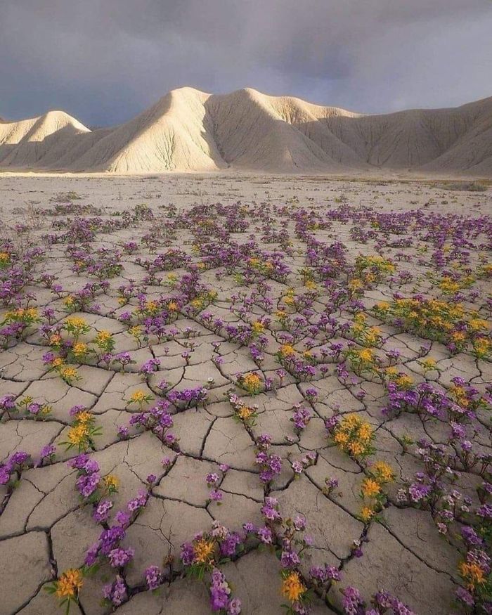 Flores en medio del desierto de Atacama en Chile