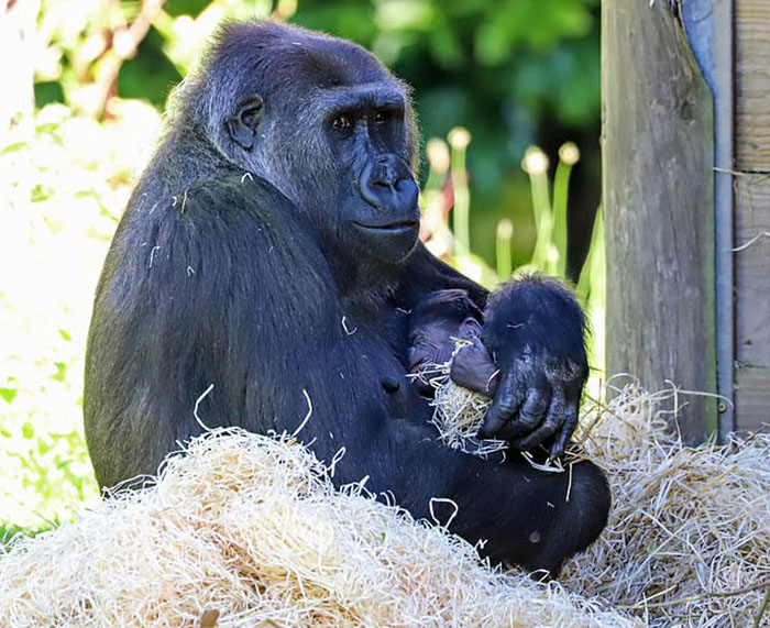 Mum Gorilla Who Lost Her Firstborn 1 Year Ago Gets Captured Cradling Her Month-Old Baby
