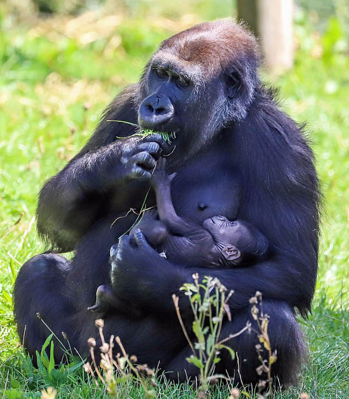 The keeper nuzzles with eight-weeks-old gorilla baby 'Mary Two' at
