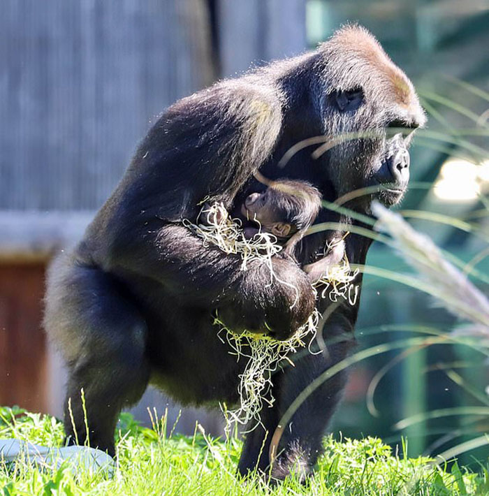 Mum Gorilla Who Lost Her Firstborn 1 Year Ago Gets Captured Cradling Her Month-Old Baby