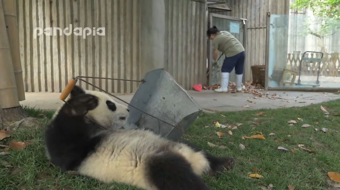 This Zookeeper Is Trying To Rake Leaves, But 2 Panda Cubs Have Other Ideas