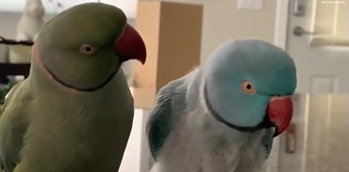 Watch These 2 Parrots Have The Most Adorable, Human-Like "Conversation"